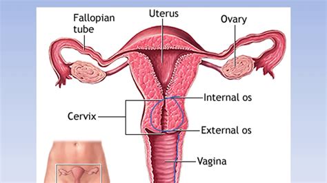 Sci 9 Lesson 3 10 The Female Reproductive System Youtube