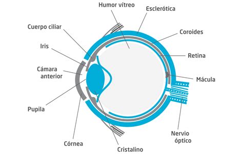 Humor V Treo En Ojopedia Tu Enciclopedia De Oftalmolog A