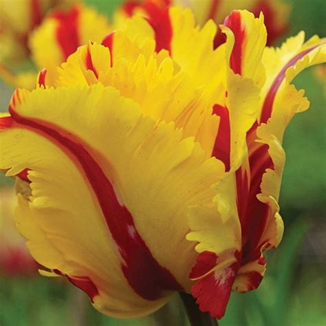 Tulip Flaming Parrot
