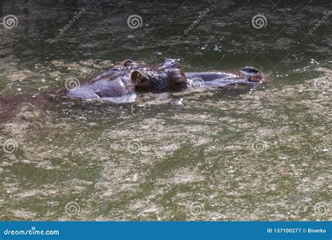 Hippo in river stock image. Image of climate, wild, endagered - 137100277