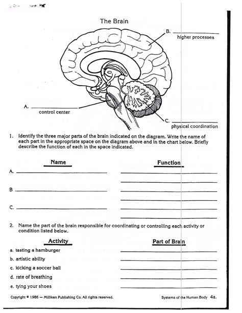 Structure Of The Brain Worksheets