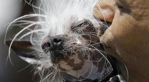 Il Cane Pi Brutto Del Mondo Si Chiama Martha Giornale Di Sicilia