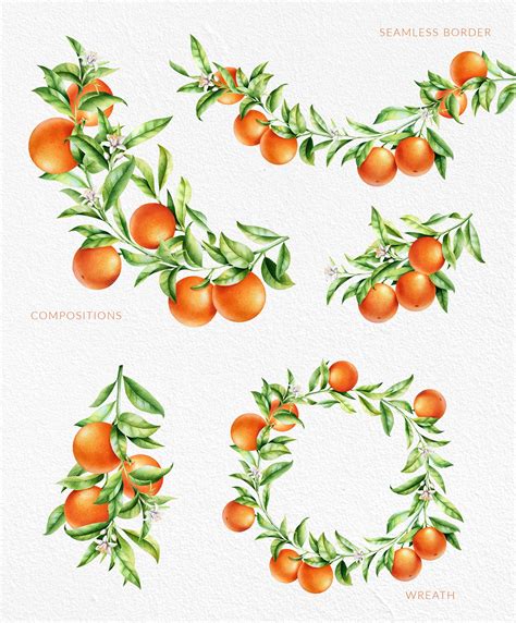 Orange Branch Clipart Citrus Tree Clipart Orange Blossom Hand Painted