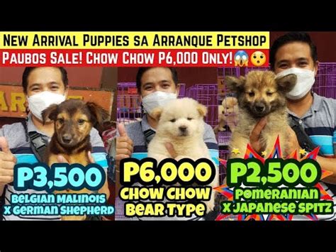 Arranque Petshop Latest Update New Arrival Puppies Paubos Sale