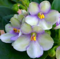 African violet Optimara Little Trio 2 leaves
