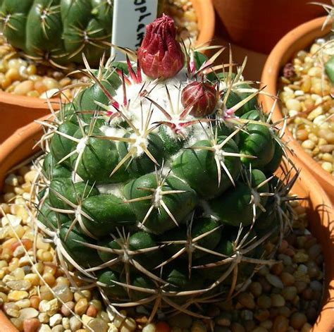 Coryphantha Elephantidens Bumamma CactiGuide