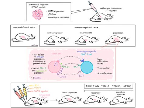 Its Not All Just PD 1 The CD155 TIGIT Axis Is Essential For Immune