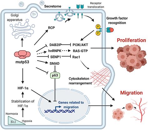 Frontiers Mutant P53 Gain Of Function Role In Cancer Development