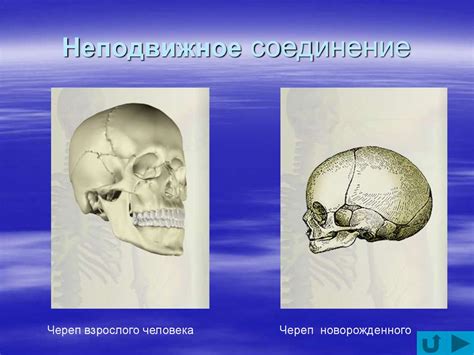Опорно-двигательная система человека. Соединение костей - презентация ...