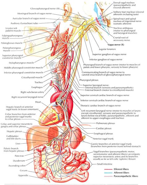 Vagus Nerve; Cranial Nerve X; Pneumogastric Nerve; Tenth Cranial Nerve