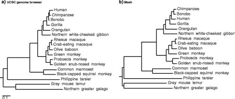 Simple Primate Phylogeny