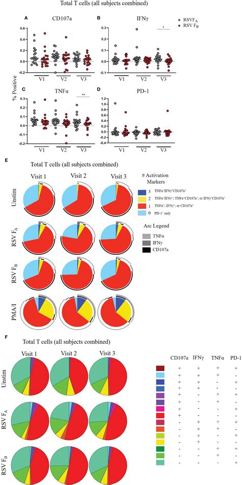 Frontiers Adult Memory T Cell Responses To The Respiratory Syncytial