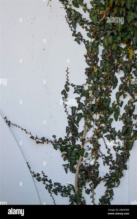 Green Ivy Climbing A White Wall Stock Photo Alamy