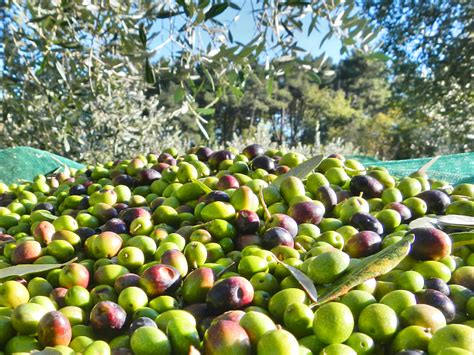 Raccogliere Le Olive Metodi Ed Attrezzi Manuali Bestprato