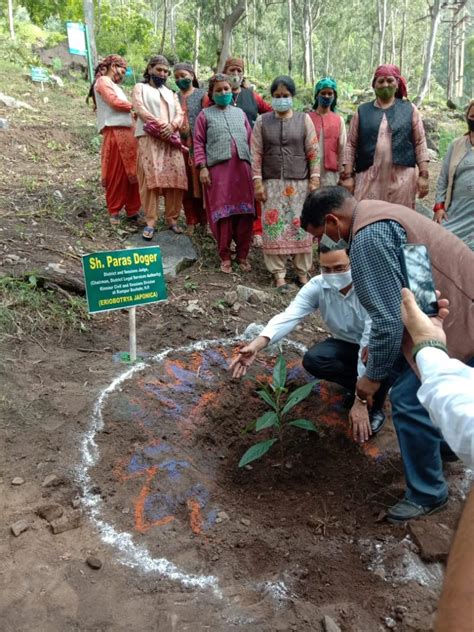 Plantation Programme District Courts Kinnaur Himachal Pradesh India