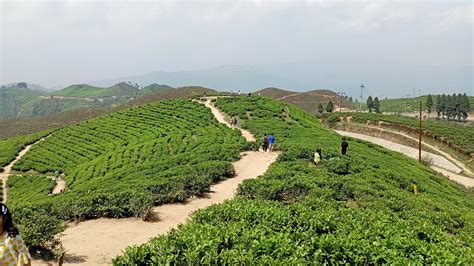 Things to do in Ilam with best time to visit Ilam tea garden Nepal