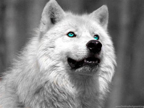 Introducir 62+ imagen imagenes lobos blancos - Abzlocal.mx