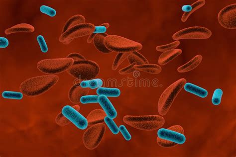 Bacteria In Blood Bacteriemia Stock Illustration Illustration Of