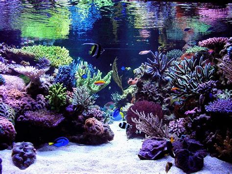 123 best images about Aquarium Ideas on Pinterest | Online, Aquascaping ...