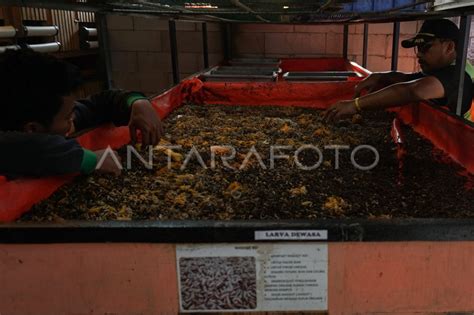 Budi Daya Maggot Untuk Mengolah Sampah Organik Antara Foto