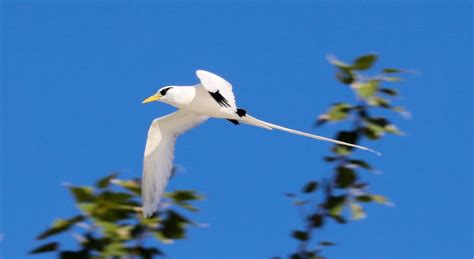 White-tailed Tropicbird - ZooChat