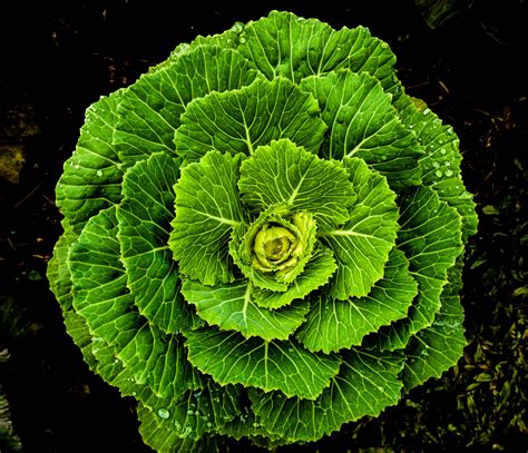 Get more Greens in Your Life! - Inspired Wellbeing