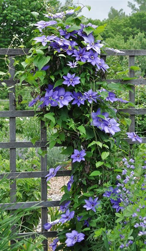 Clematis Plants For Sale In Uk 63 Used Clematis Plants