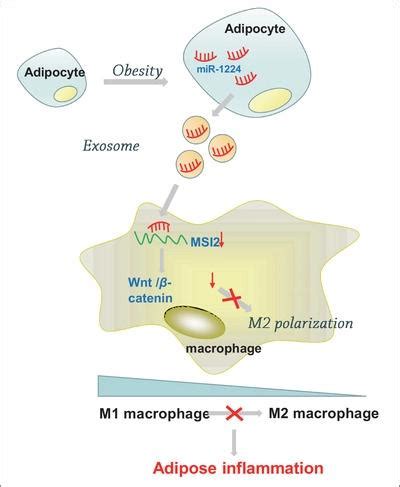 Adipocytes Derived Exosomal Microrna Inhibits M Macrophage