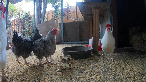 Backyard Chickens Relaxing Sounds Noises Hens - One News Page VIDEO