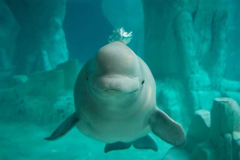 Beluga Whales: A Comprehensive Guide – Ocean Action Hub