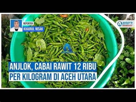 Video Anjlok Cabai Rawit 12 Ribu Per Kilogram Di Aceh Utara