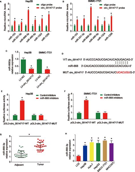 Frontiers Circular Rna Circ Suppresses Hepatocellular