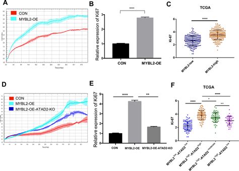 Atad Is Essential For Mybl Driven Cell Proliferation In Ovarian