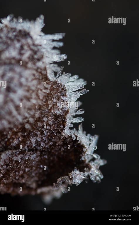 Cristaux De Glace De Givre Banque De Photographies Et Dimages à Haute