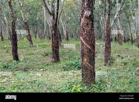 Rubber Tree Plantation Sri Lanka Stock Photo Alamy