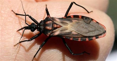 Chagas De Enfermedad Olvidada A Nuevos Riesgos Ambientales Bioguia