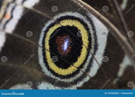 Morpho Peleides Caterpillar Stock Image - Image of closeup, life: 107009383