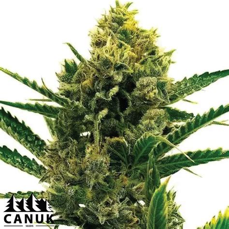 Nicole Kush Feminized Seeds Elite Strain Cannabis Seeds Canada