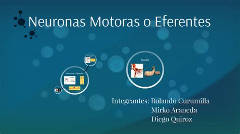 Neuronas Motoras O Eferentes By Rolando Curumilla