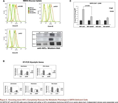 Figure From The Histone Deacetylase Sirt Regulates Glucose