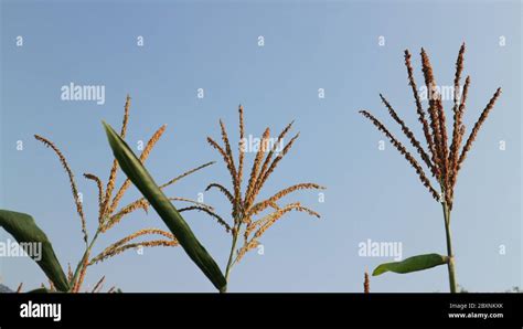 Baby Corn Farming Hi Res Stock Photography And Images Alamy