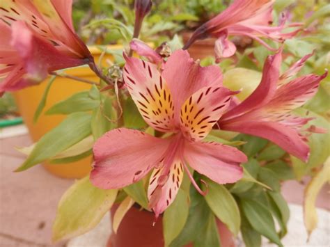 Alstroemeria Hybrida Lirio Del Per O Lirio De Los Inca Flickr