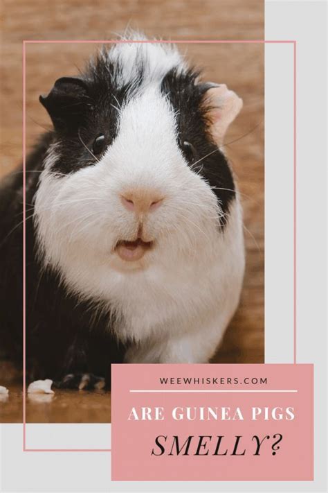 Are Guinea Pigs Smelly Wee Whiskers Guinea Pigs Pet Smell Litter