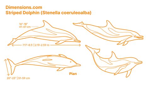 Common Bottlenose Dolphin Tursiops Truncatus Dimensions And Drawings