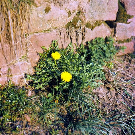 Taraxacum Officinale Agg Löwenzahn Dandelion Taraxacum Of Flickr