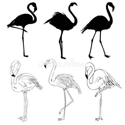 Silhouetes Cor De Rosa Do Flamingo Isolados No Fundo Branco Ilustra O