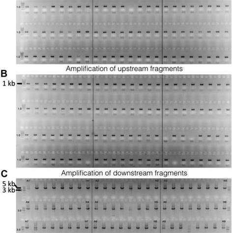 Schematic Overview Of Fusion Pcr Based Generation Of Gene Knockout