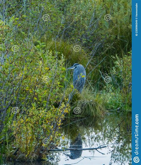 Gran Garza Azul Parado En Marea Pantanosa Imagen De Archivo Imagen De