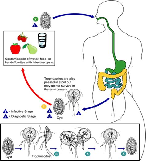 Giardia Lamblia Life Cycle Diseases Lab Diagnosis • Microbe Online