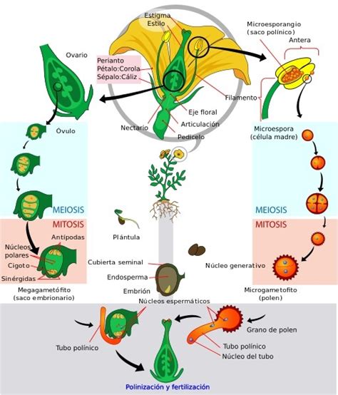 ¿cómo Se Reproducen Las Plantas Reproducción Asexual Y Sexual